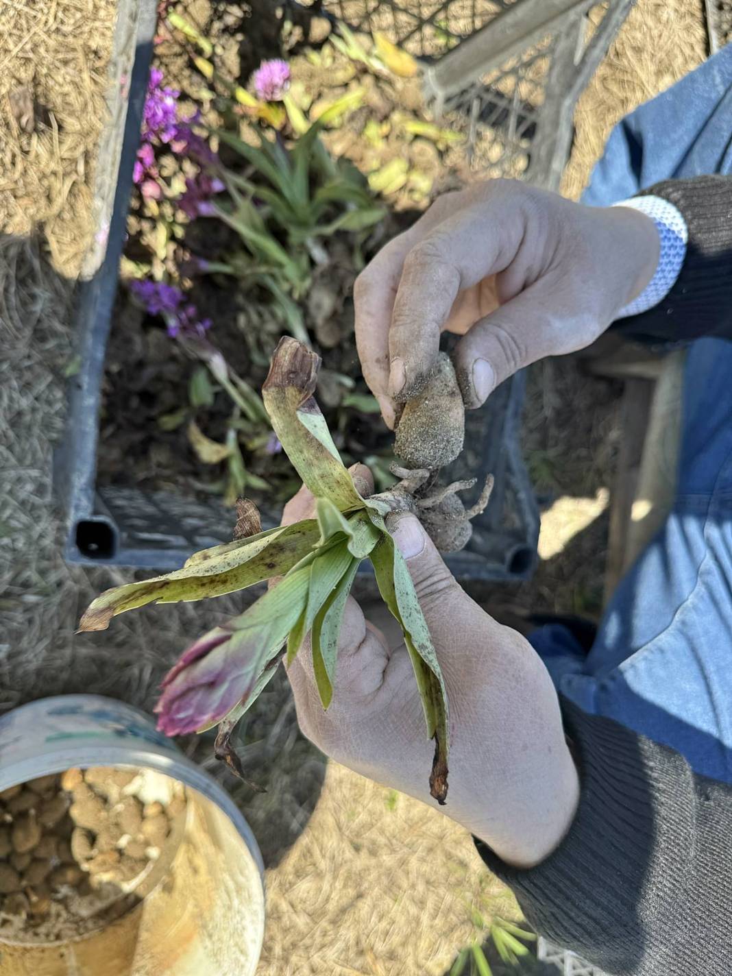O kentte özel izinle üretiliyor: Tanesi 700 TL! Hasat başladı, üreticinin yüzü gülüyor 10